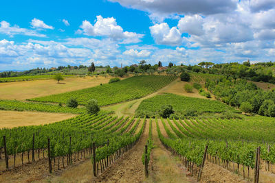 Scenic view of vineyard against sky