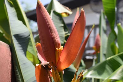 Close-up of red lily blooming outdoors