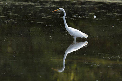 White heron in lake