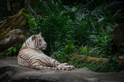 Cat relaxing in a zoo
