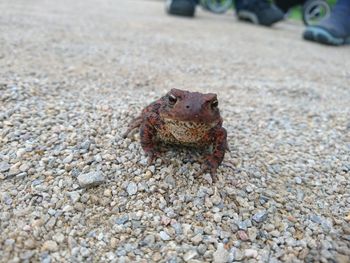 Close-up of lizard on sand