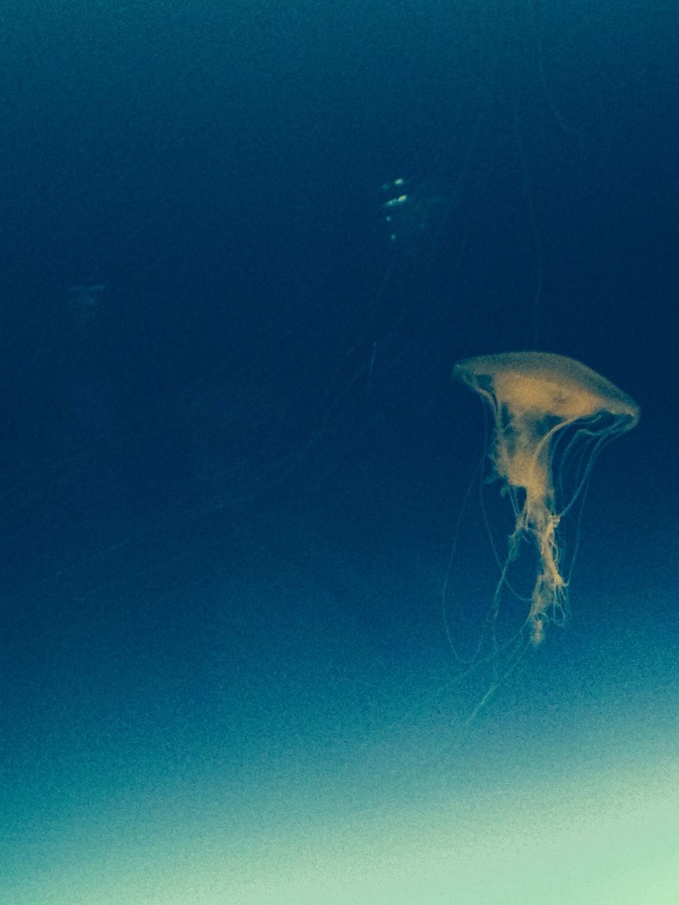 animal themes, underwater, animals in the wild, wildlife, sea life, blue, swimming, undersea, one animal, fish, water, nature, copy space, beauty in nature, jellyfish, low angle view, sea, aquarium, no people, clear sky