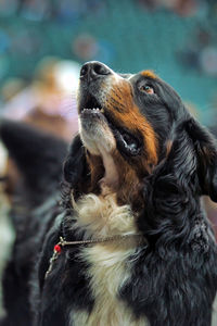 Close-up of dog looking away outdoors