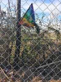 Low angle view of multi colored trees against sky