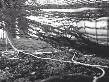 Close-up of tree trunk