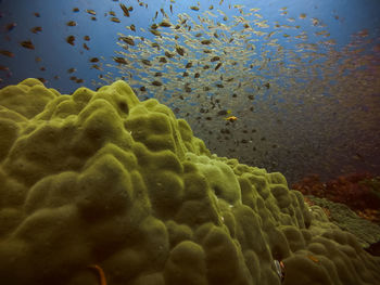 Close-up of jellyfish in sea