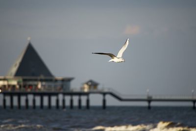 Seagull flying over sea against sky