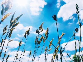 Low angle view of flowering plants against sky