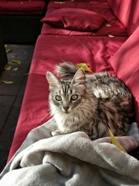 High angle portrait of cat relaxing at home