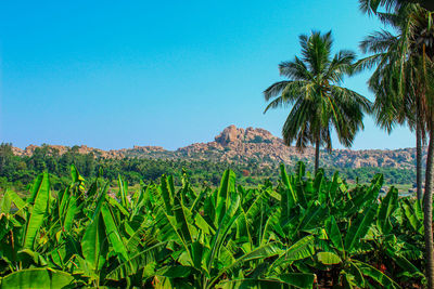 Palm trees on field against clear blue sky