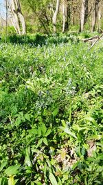 Plants growing on field