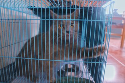 Close-up of bird in cage