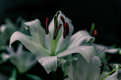 Close-up of white lily plant