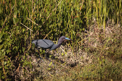 High angle view of bird on field