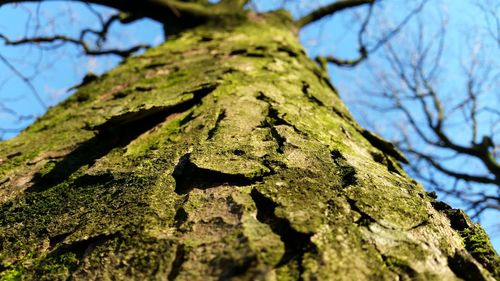 Low angle view of tree trunk