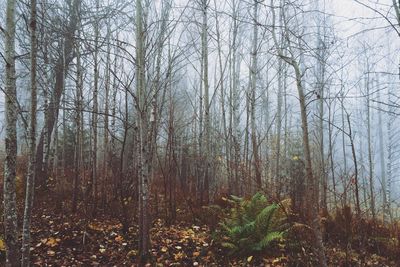 Bare trees in forest