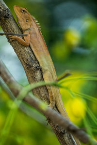 Close-up of lizard on tree branch