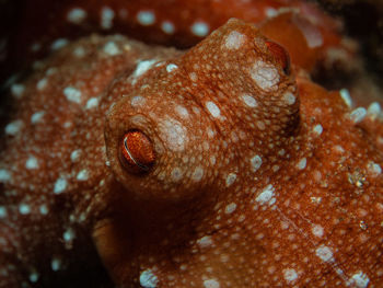 Callistoctopus macropus