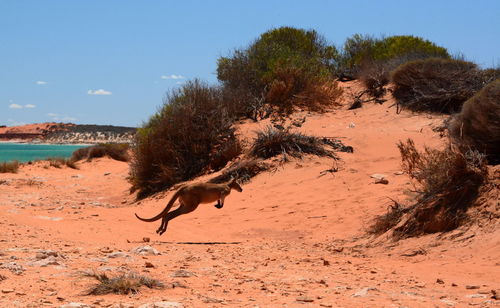 Side view of kangaroo jumping on land during summer