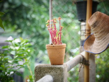 Close-up of potted plant