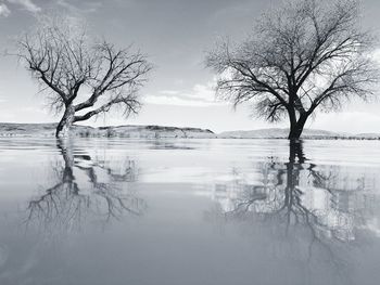 Bare tree by lake against sky during winter