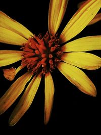 Close-up of fresh yellow flower against black background