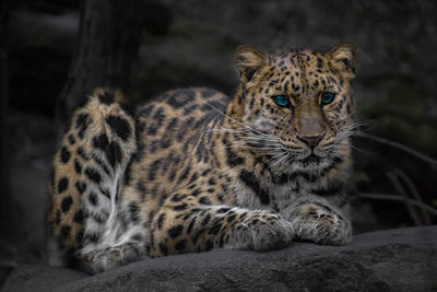 Portrait of cat relaxing on rock