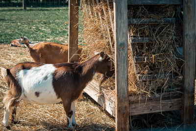 Goats eating hay from a feeding bin on a farm
