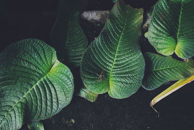 High angle view of leaves on tree trunk