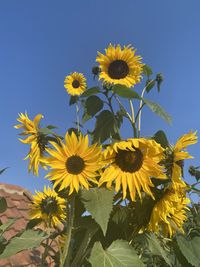 Close-up of sunflower against clear sky