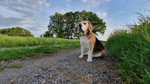 Portrait of a dog standing on field