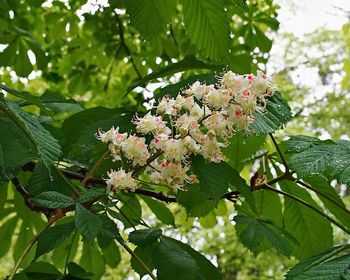 Close-up of flowering plant