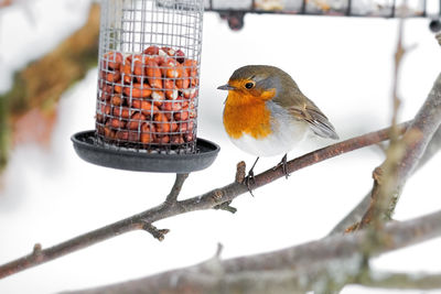 Close-up of bird perching on branch