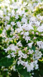 Close-up of white flowers blooming outdoors