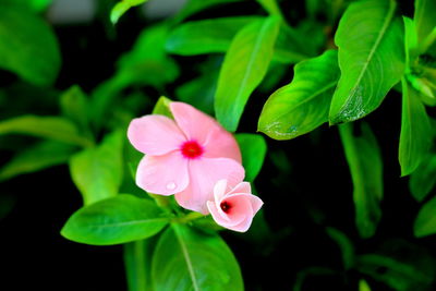 Close-up of pink flower blooming outdoors