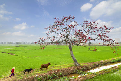 Scenic view of farm against sky