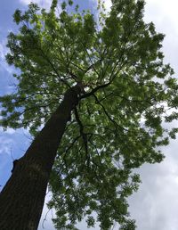 Low angle view of tree in forest against sky