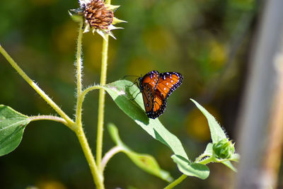 Close-up of butterfly pollinating flower