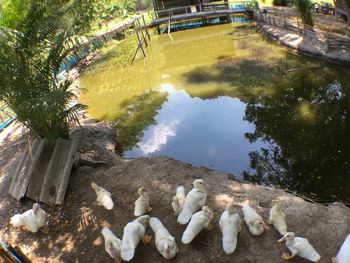 High angle view of birds in lake