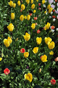 Close-up of yellow flowers blooming in field