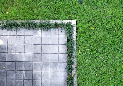 High angle view of plant growing on field