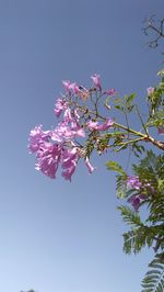 Low angle view of cherry blossom against clear sky