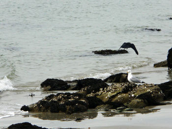 Ducks swimming on lake