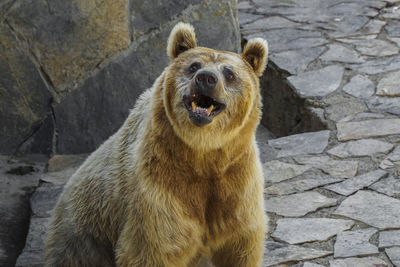Portrait of bear in zoo