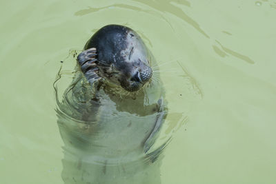 High angle view of turtle swimming in lake