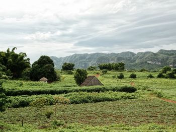 Scenic view of agricultural field against sky