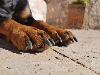 Low section of dog sitting on footpath