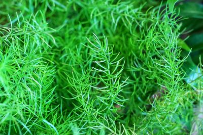 Full frame shot of plants growing on field