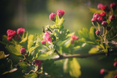 Close-up of pink flowering plants