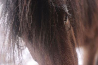 Close-up of goat